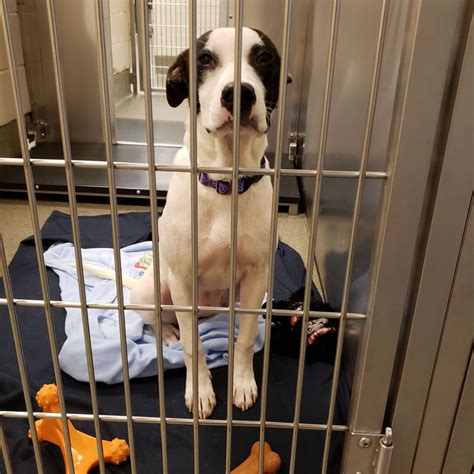 Ct humane society newington - 701 Russell Road. Newington, CT 06111. Phone. (800) 452-0114. Contact Name. Contact eMail. info@cthumane.org. Website. https://cthumane.org/ Pet types. Dogs/Cats/Other. …